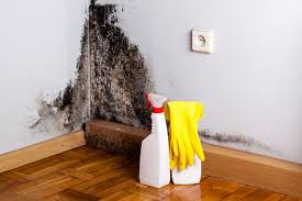 Best Commercial Mold Inspection in Tton, IL